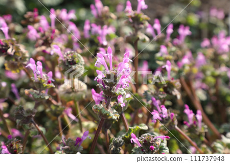 霍托肯諾扎 111737948