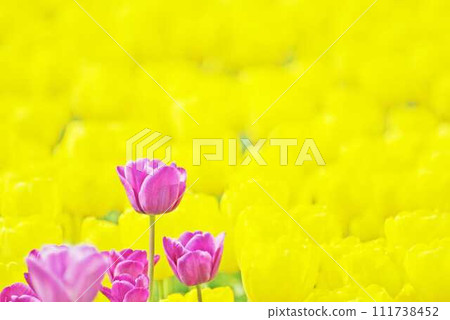 美麗的鬱金香花 111738452