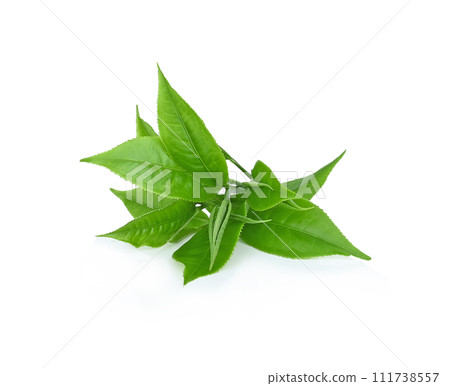 fresh green tea leaf isolated on white background 111738557