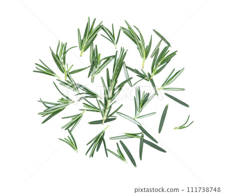 rosemary isolated on white background.top view 111738748