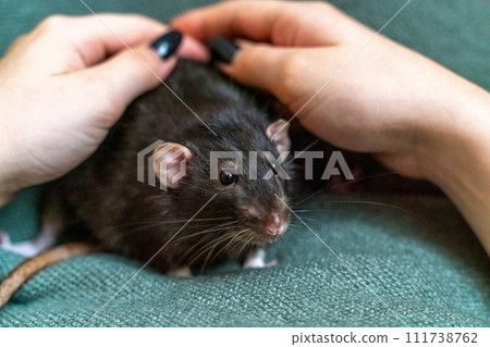 Black domestic rat Dumbo in female hands. 111738762