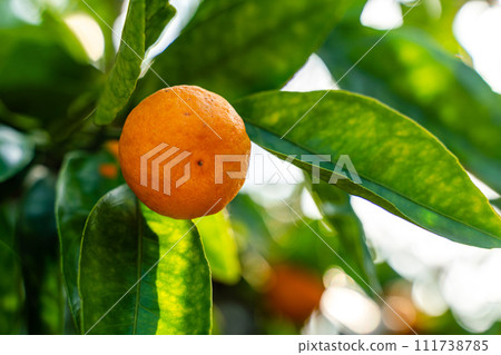 View of the Orange Garden, summer background. Farming content. A picturesque day and a gorgeous scene. Wonderful wallpaper image. Discover the beauty of the world View of the Orange Garden, summer background. Farming content. A picturesque day and a gorgeous scene. Wonderful wallpaper image. Discover the beauty of the world 111738785