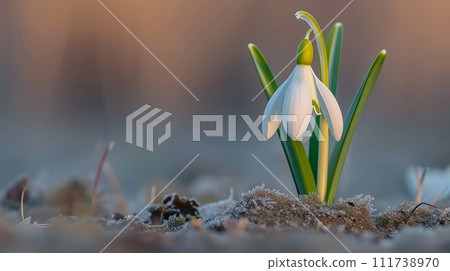 snowdrop, flower, blossom 111738970
