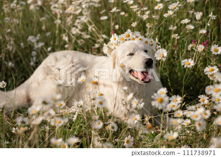 Daisies white dog Maremma Sheepdog in a wreath of daisies sits on a green lawn with wild flowers daisies, walks a pet. Cute photo with a dog in a wreath of daisies. Daisies white dog Maremma Sheepdog in a wreath of daisies sits on a green lawn with wild flowers daisies, walks a pet. Cute photo with a dog in a wreath of daisies. 111738971