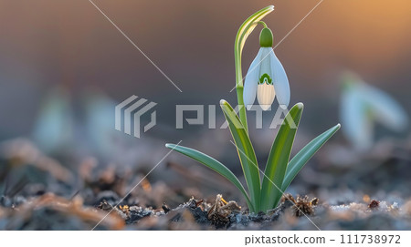 snowdrop, flower, blossom 111738972