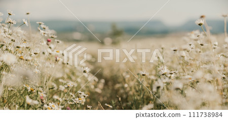 Daisy Chamomile background. Beautiful nature scene with blooming chamomilles in sun flare. Sunny day. Summer flowers. 111738984