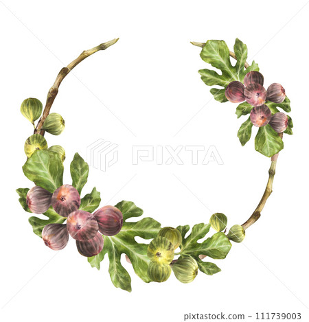 Branch of juicy, ripe violet figs with leaves and whole fruit Food, plant wreath, frame, template for jam label, card, price tag print Hand drawn watercolor illustration Isolated on white background Branch of juicy, ripe violet figs with leaves and whole fruit Food, plant wreath, frame, template for jam label, card, price tag print Hand drawn watercolor illustration Isolated on white background 111739003
