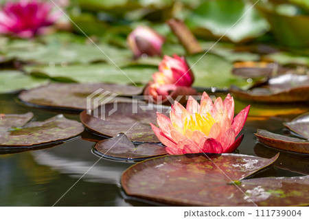 Pink lotus water lily flower in pond, waterlily with green leaves blooming 111739004