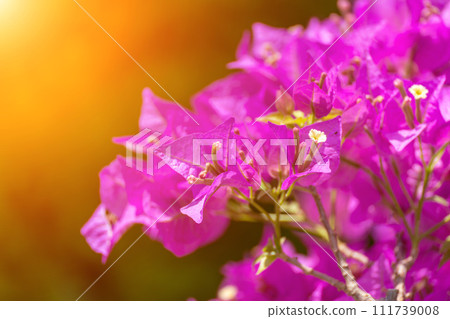 Bougainvillea glabram flower, paperflower. Beautiful magenta bougainvillea tree on sunny spring day 111739008