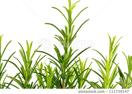 Branches of rosemary on a white background 111739147