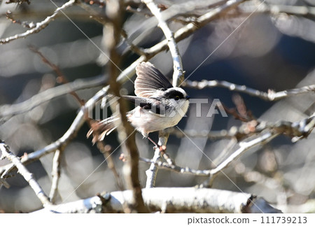Long-tailed tit flapping its wings Long-tailed tit flapping its wings 111739213
