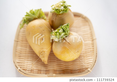 Substandard vegetables, golden turnips that cannot be shipped Substandard vegetables, golden turnips that cannot be shipped 111739324