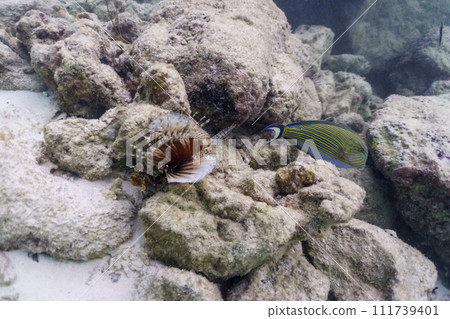 Lionfish (Pterois mombasae). Scorpaenidae - beautiful and dangerous sea fish on Maldives island. Tropical and coral sea wildelife. Beautiful underwater world. Underwater photography. 111739401