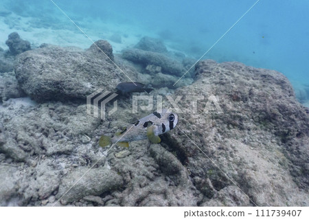 Coral Reef and Tropical Fish on Maldives island. Tropical and coral sea wildelife. Beautiful underwater world. Underwater photography. 111739407