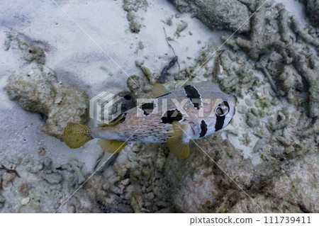 Coral Reef and Tropical Fish on Maldives island. Tropical and coral sea wildelife. Beautiful underwater world. Underwater photography. Coral Reef and Tropical Fish on Maldives island. Tropical and coral sea wildelife. Beautiful underwater world. Underwater photography. 111739411