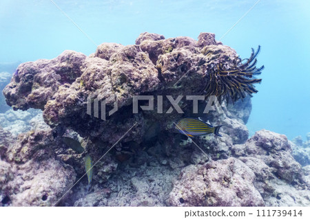 Blue banded surgeonfish (Acanthurus lineatus). Tropical and coral sea fish. Beautiful underwater world. Underwater photography. 111739414