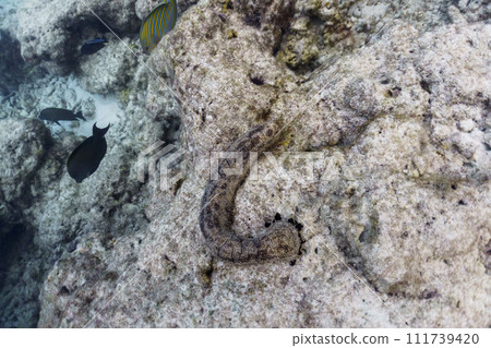 Coral Reef and Tropical Fish on Maldives island. Tropical and coral sea wildelife. Beautiful underwater world. Underwater photography. 111739420
