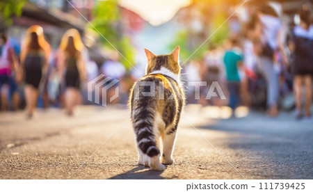 Cat walking 111739425