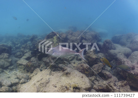 Unicorn Surgeonfish in the coral reef of Maldives island. Tropical and coral sea wildelife. Beautiful underwater world. Underwater photography. 111739427