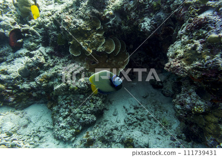 Emperor angelfish (Pomacanthus imperator)in the coral reef of Maldives island. Tropical and coral sea wildelife. Beautiful underwater world. Underwater photography. Emperor angelfish (Pomacanthus imperator)in the coral reef of Maldives island. Tropical and coral sea wildelife. Beautiful underwater world. Underwater photography. 111739431