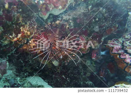 Lionfish (Pterois mombasae). Scorpaenidae - beautiful and dangerous sea fish on Maldives island. Tropical and coral sea wildelife. Beautiful underwater world. Underwater photography. Lionfish (Pterois mombasae). Scorpaenidae - beautiful and dangerous sea fish on Maldives island. Tropical and coral sea wildelife. Beautiful underwater world. Underwater photography. 111739432