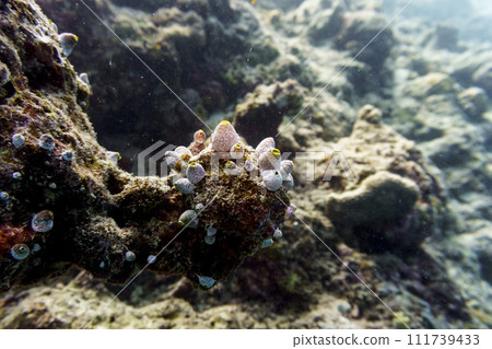Coral Reef and Tropical Fish on Maldives island. Tropical and coral sea wildelife. Beautiful underwater world. Underwater photography. 111739433