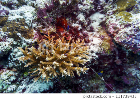 Coral Reef and Tropical Fish on Maldives island. Tropical and coral sea wildelife. Beautiful underwater world. Underwater photography. 111739435