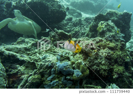 Green sea turtle. Tropical and coral sea wildelife. Beautiful underwater world. Underwater photography.. 111739440