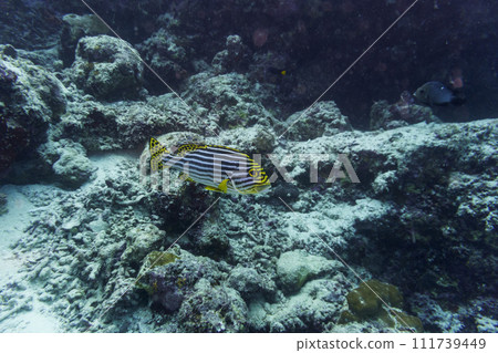 Oriental Sweetlips fish (Plectorhinchus vittatus) in the coral reef of Maldives island. Tropical and coral sea wildelife. Beautiful underwater world. Underwater photography. Oriental Sweetlips fish (Plectorhinchus vittatus) in the coral reef of Maldives island. Tropical and coral sea wildelife. Beautiful underwater world. Underwater photography. 111739449