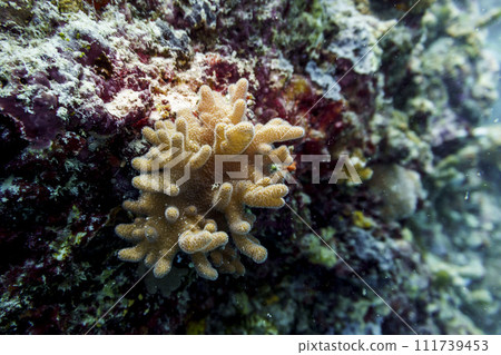 Coral Reef and Tropical Fish on Maldives island. Tropical and coral sea wildelife. Beautiful underwater world. Underwater photography. 111739453