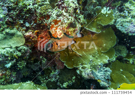Blacktip soldier fish (Myripristis botche) in the coral reef of Maldives island. Tropical and coral sea wildelife. Beautiful underwater world. Underwater photography. 111739454