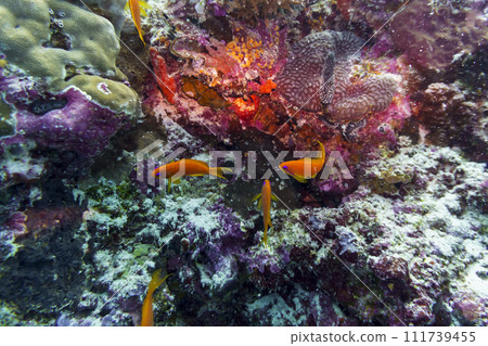 Coral Reef and Tropical Fish on Maldives island. Tropical and coral sea wildelife. Beautiful underwater world. Underwater photography. 111739455