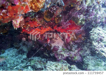 Coral Reef and Tropical Fish on Maldives island. Tropical and coral sea wildelife. Beautiful underwater world. Underwater photography. Coral Reef and Tropical Fish on Maldives island. Tropical and coral sea wildelife. Beautiful underwater world. Underwater photography. 111739457