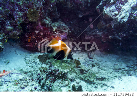 Coral Reef and Tropical Fish on Maldives island. Tropical and coral sea wildelife. Beautiful underwater world. Underwater photography. Coral Reef and Tropical Fish on Maldives island. Tropical and coral sea wildelife. Beautiful underwater world. Underwater photography. 111739458