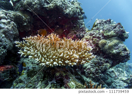 Coral Reef and Tropical Fish on Maldives island. Tropical and coral sea wildelife. Beautiful underwater world. Underwater photography. Coral Reef and Tropical Fish on Maldives island. Tropical and coral sea wildelife. Beautiful underwater world. Underwater photography. 111739459
