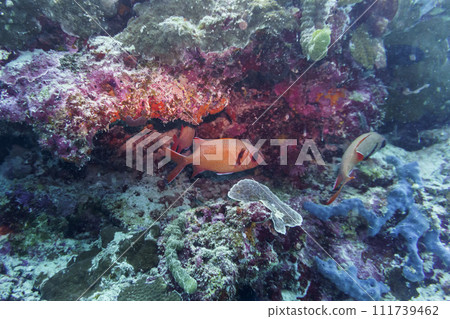 Blacktip soldier fish (Myripristis botche) in the coral reef of Maldives island. Tropical and coral sea wildelife. Beautiful underwater world. Underwater photography. Blacktip soldier fish (Myripristis botche) in the coral reef of Maldives island. Tropical and coral sea wildelife. Beautiful underwater world. Underwater photography. 111739462
