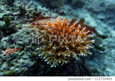 Coral Reef and Tropical Fish on Maldives island. Tropical and coral sea wildelife. Beautiful underwater world. Underwater photography. Coral Reef and Tropical Fish on Maldives island. Tropical and coral sea wildelife. Beautiful underwater world. Underwater photography. 111739463