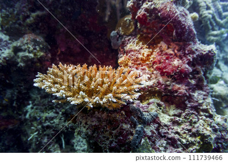 Coral Reef and Tropical Fish on Maldives island. Tropical and coral sea wildelife. Beautiful underwater world. Underwater photography. Coral Reef and Tropical Fish on Maldives island. Tropical and coral sea wildelife. Beautiful underwater world. Underwater photography. 111739466