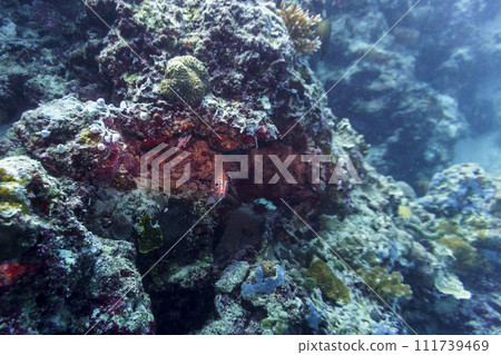 Coral Reef and Tropical Fish on Maldives island. Tropical and coral sea wildelife. Beautiful underwater world. Underwater photography. 111739469