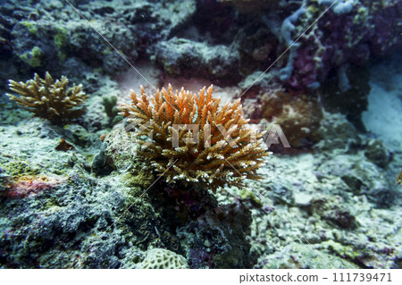 Coral Reef and Tropical Fish on Maldives island. Tropical and coral sea wildelife. Beautiful underwater world. Underwater photography. Coral Reef and Tropical Fish on Maldives island. Tropical and coral sea wildelife. Beautiful underwater world. Underwater photography. 111739471