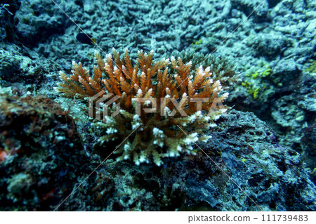 Coral Reef and Tropical Fish on Maldives island. Tropical and coral sea wildelife. Beautiful underwater world. Underwater photography. Coral Reef and Tropical Fish on Maldives island. Tropical and coral sea wildelife. Beautiful underwater world. Underwater photography. 111739483