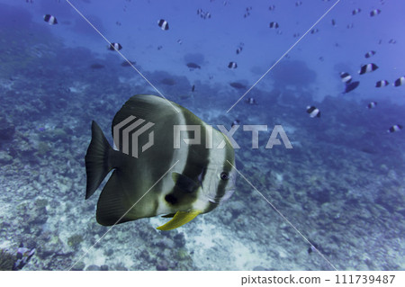 Orbicular batfish (Platax orbicularis) in the coral reef of Maldives island. Tropical and coral sea wildelife. Beautiful underwater world. Underwater photography. Orbicular batfish (Platax orbicularis) in the coral reef of Maldives island. Tropical and coral sea wildelife. Beautiful underwater world. Underwater photography. 111739487