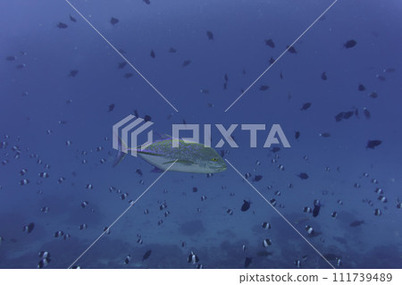 Bluefin Trevally (Caranx melampygus) in the coral reef of Maldives island. Tropical and coral sea wildelife. Beautiful underwater world. Underwater photography. Bluefin Trevally (Caranx melampygus) in the coral reef of Maldives island. Tropical and coral sea wildelife. Beautiful underwater world. Underwater photography. 111739489