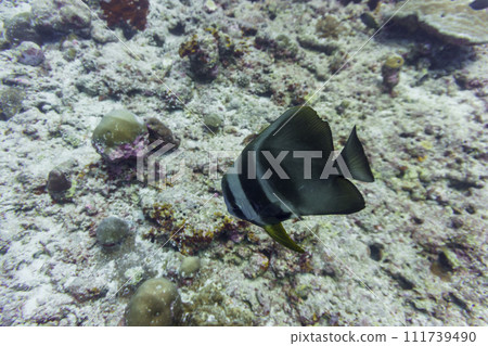 Orbicular batfish (Platax orbicularis) in the coral reef of Maldives island. Tropical and coral sea wildelife. Beautiful underwater world. Underwater photography. 111739490
