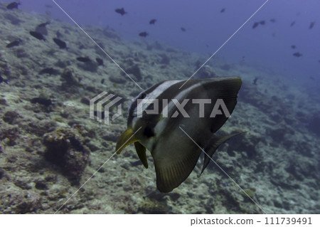 Orbicular batfish (Platax orbicularis) in the coral reef of Maldives island. Tropical and coral sea wildelife. Beautiful underwater world. Underwater photography. Orbicular batfish (Platax orbicularis) in the coral reef of Maldives island. Tropical and coral sea wildelife. Beautiful underwater world. Underwater photography. 111739491