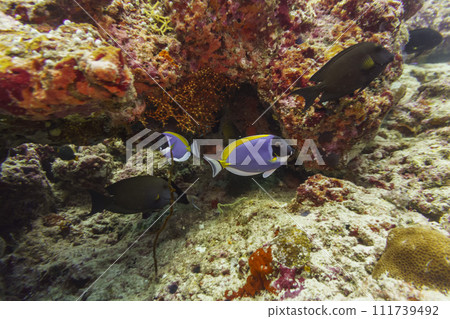 Yellowfin surgeon fish in the coral reef of Maldives island. Tropical and coral sea wildelife. Beautiful underwater world. Underwater photography. 111739492