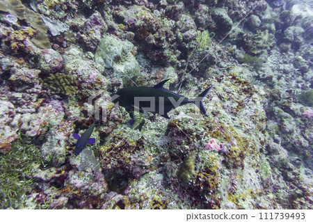 Coral Reef and Tropical Fish on Maldives island. Tropical and coral sea wildelife. Beautiful underwater world. Underwater photography. 111739493