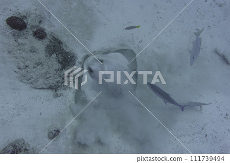 Sting ray in the coral reef of Maldives island. Tropical and coral sea wildelife. Beautiful underwater world. Underwater photography. Sting ray in the coral reef of Maldives island. Tropical and coral sea wildelife. Beautiful underwater world. Underwater photography. 111739494