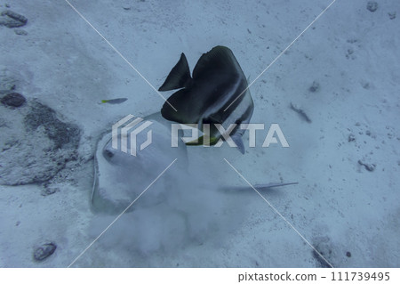 Orbicular batfish (Platax orbicularis) in the coral reef of Maldives island. Tropical and coral sea wildelife. Beautiful underwater world. Underwater photography. 111739495