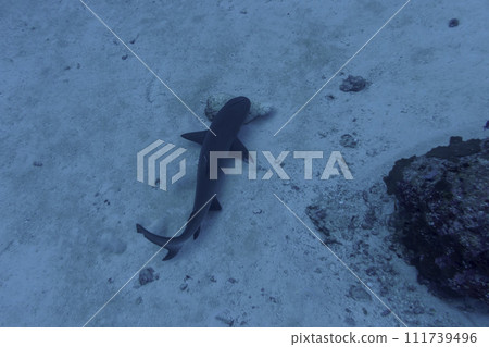 Whitetip reef shark (Triaenodon obesus) in the coral reef of Maldives island. Tropical and coral sea wildelife. Beautiful underwater world. Underwater photography. Whitetip reef shark (Triaenodon obesus) in the coral reef of Maldives island. Tropical and coral sea wildelife. Beautiful underwater world. Underwater photography. 111739496